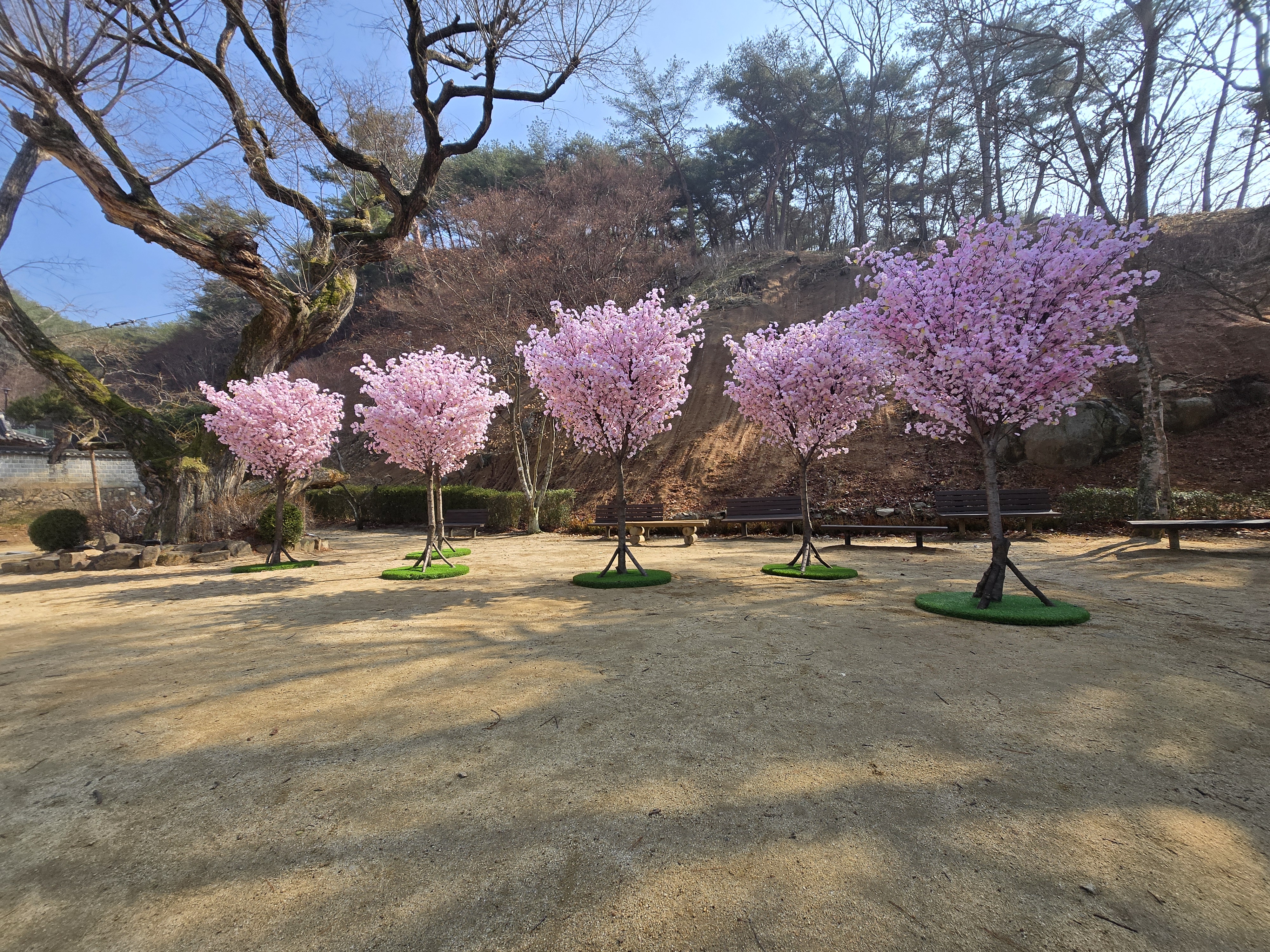 안동 야외행사용 인조 벚나무 연출 — 사진 4