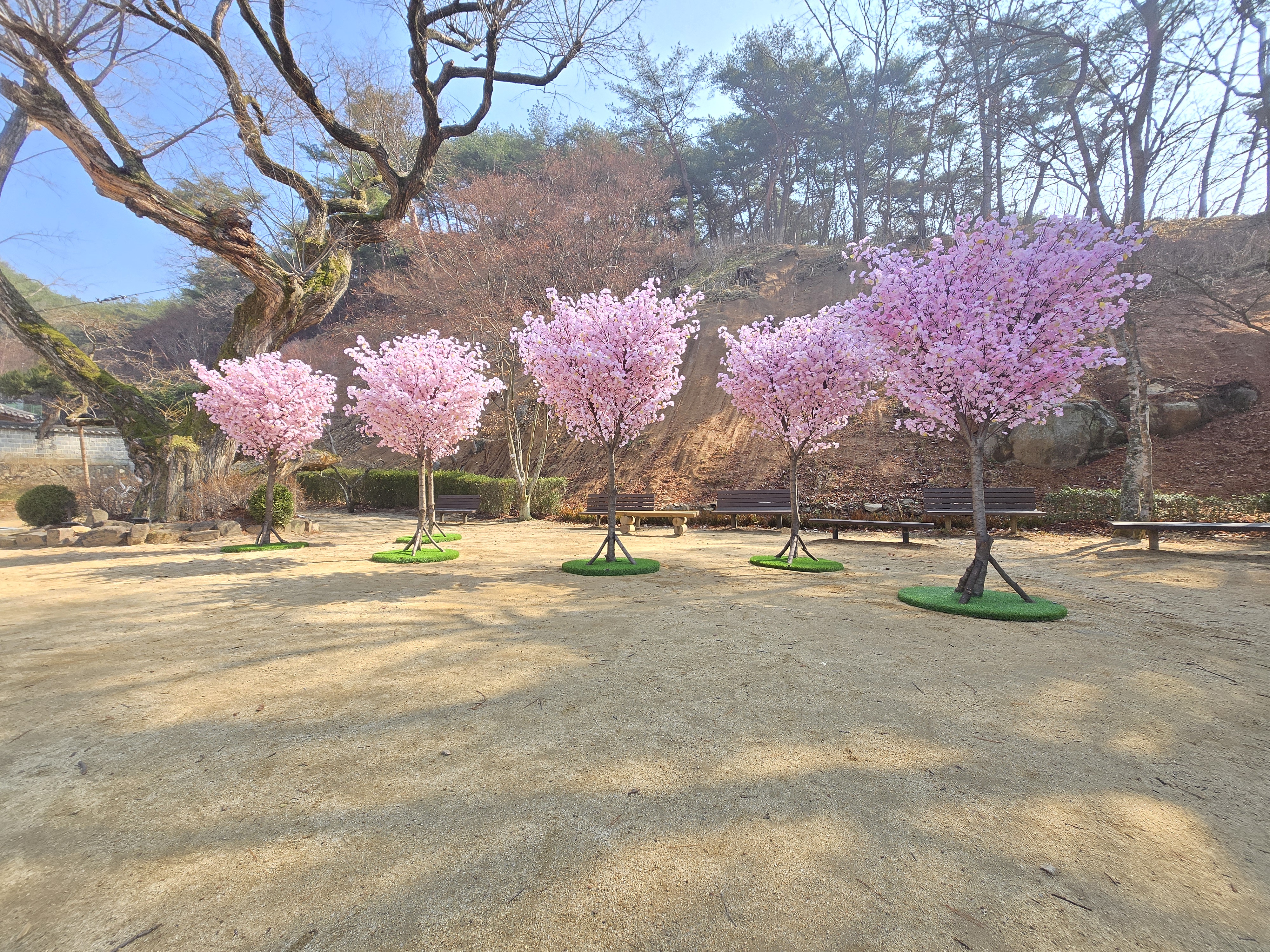 안동 야외행사용 인조 벚나무 연출 — 사진 5