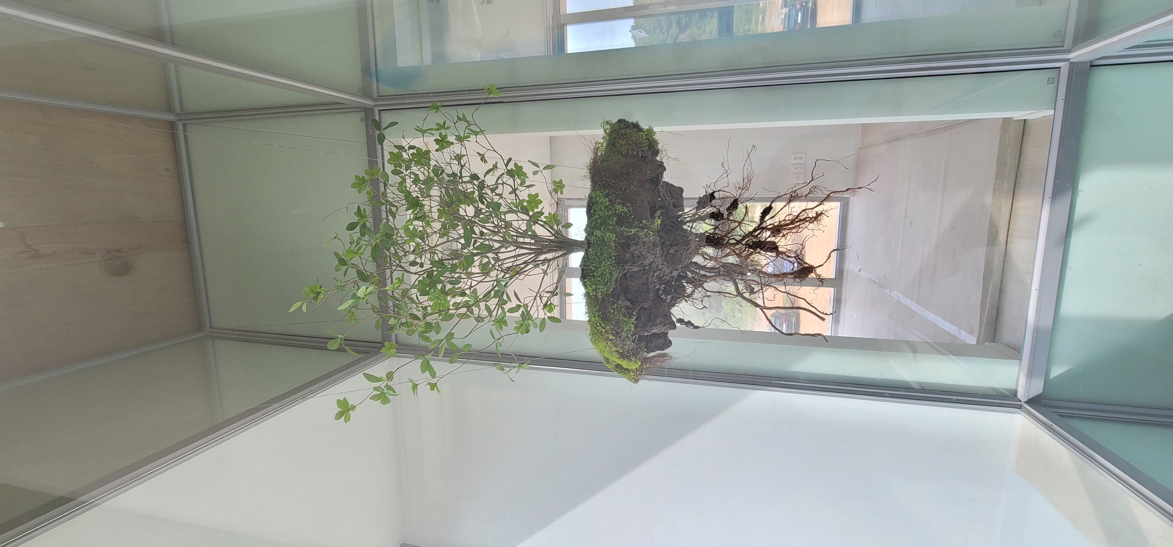 나무의 공중부양(Teleport Tree) 공간 연출 — 사진 1