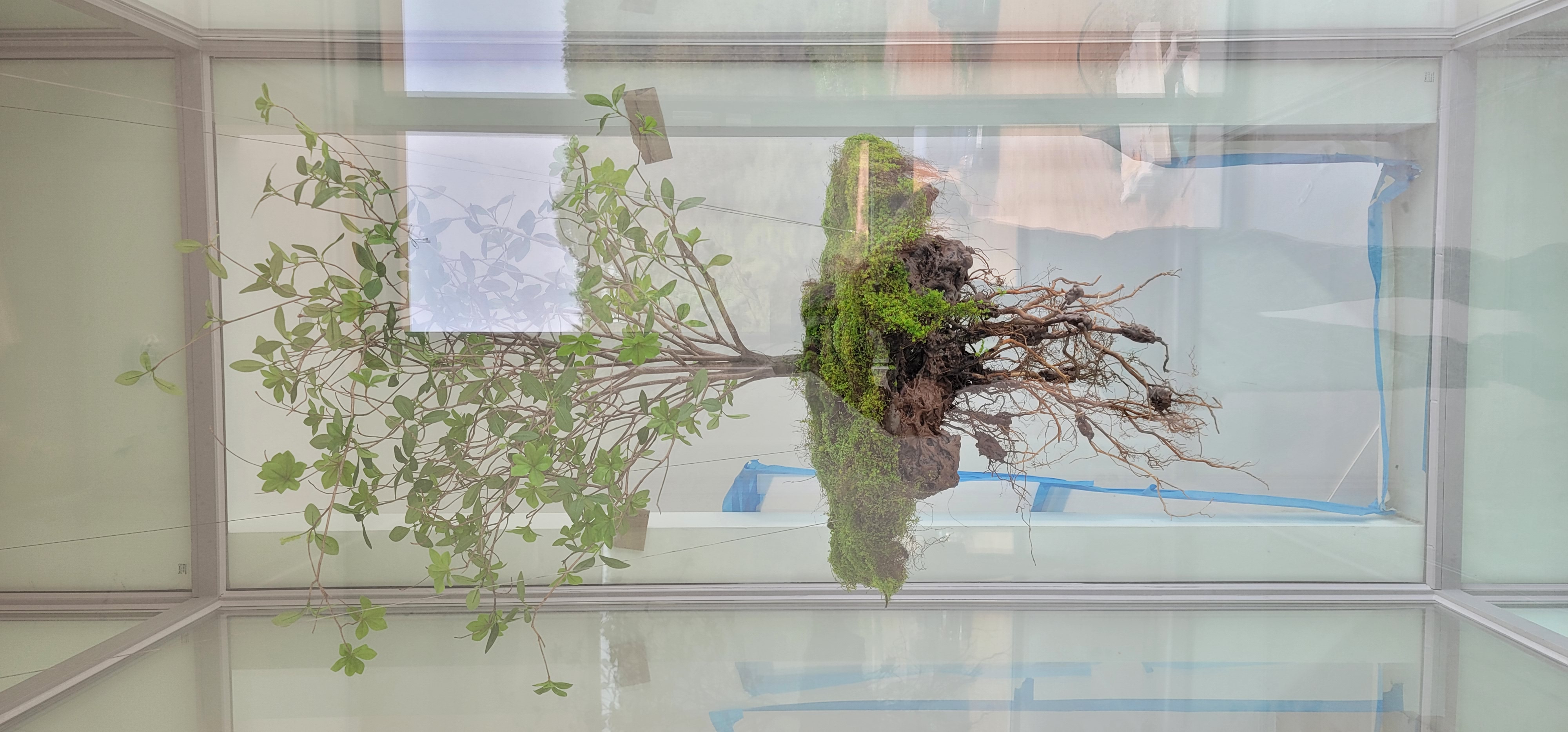 나무의 공중부양(Teleport Tree) 공간 연출 — 사진 4