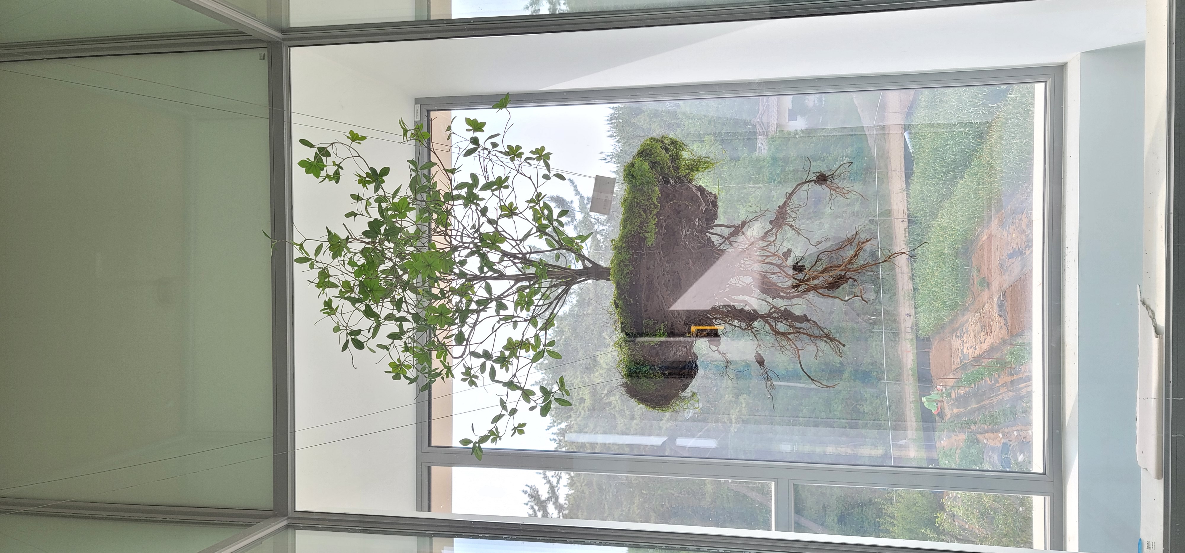 나무의 공중부양(Teleport Tree) 공간 연출 — 사진 5