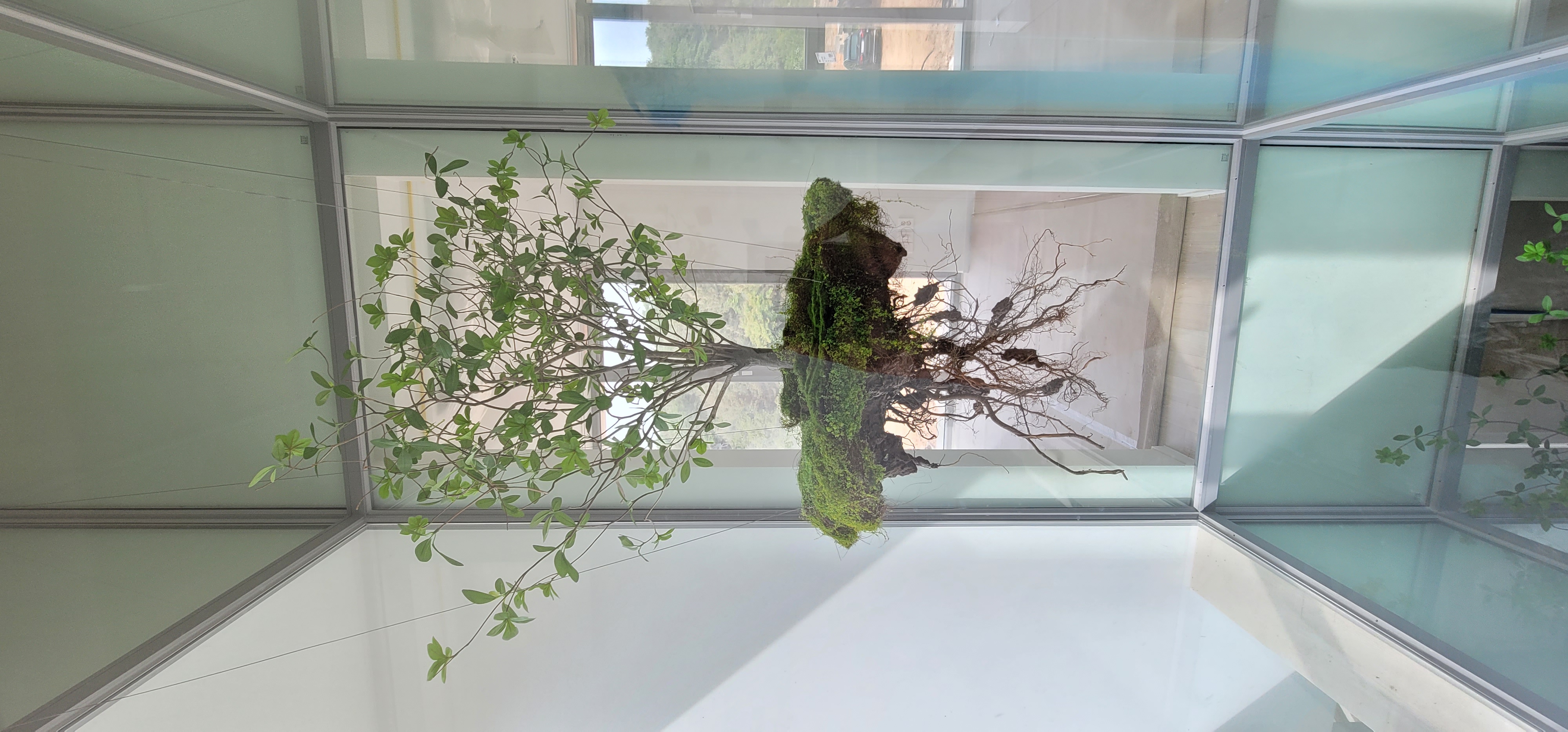 나무의 공중부양(Teleport Tree) 공간 연출 — 사진 6