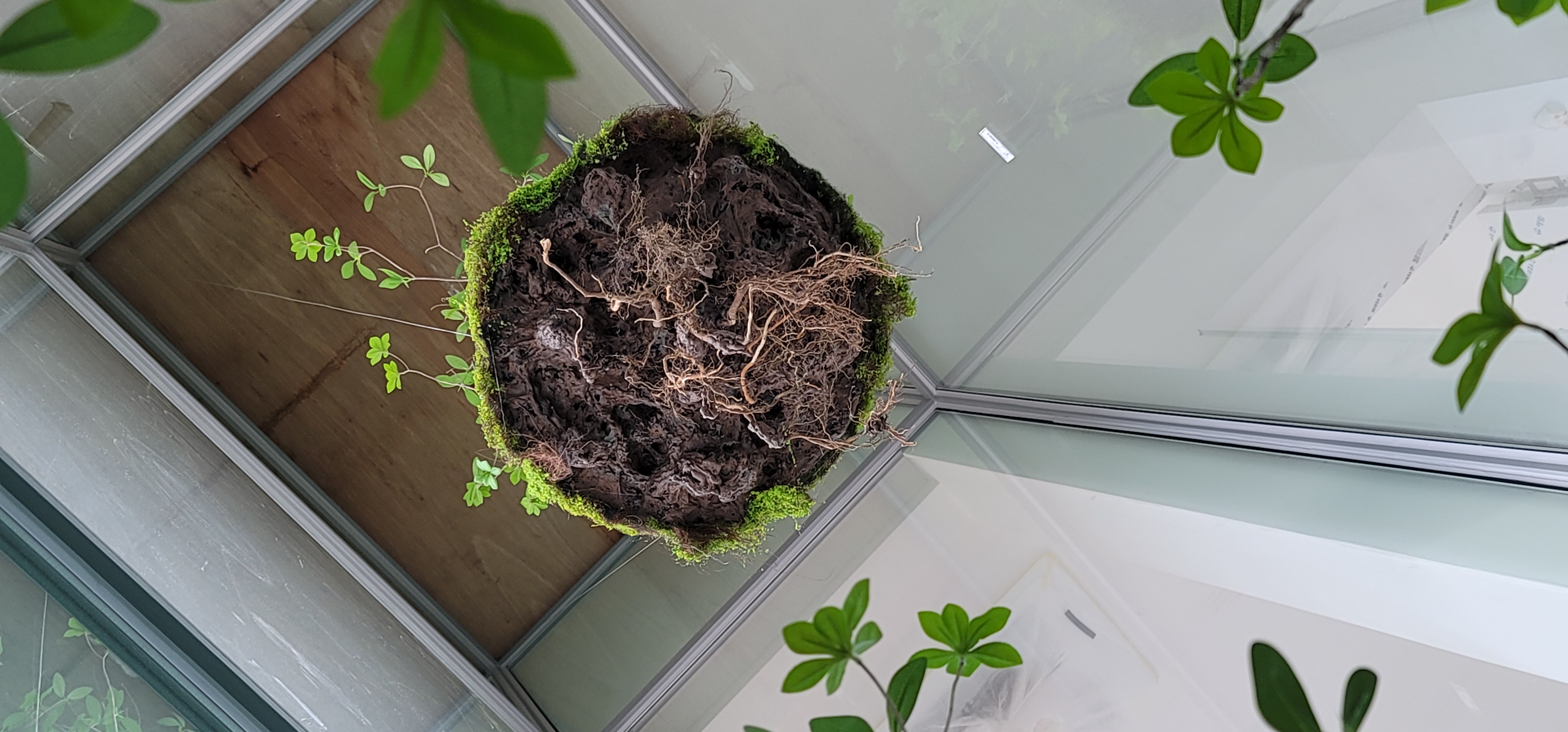 나무의 공중부양(Teleport Tree) 공간 연출 — 사진 7